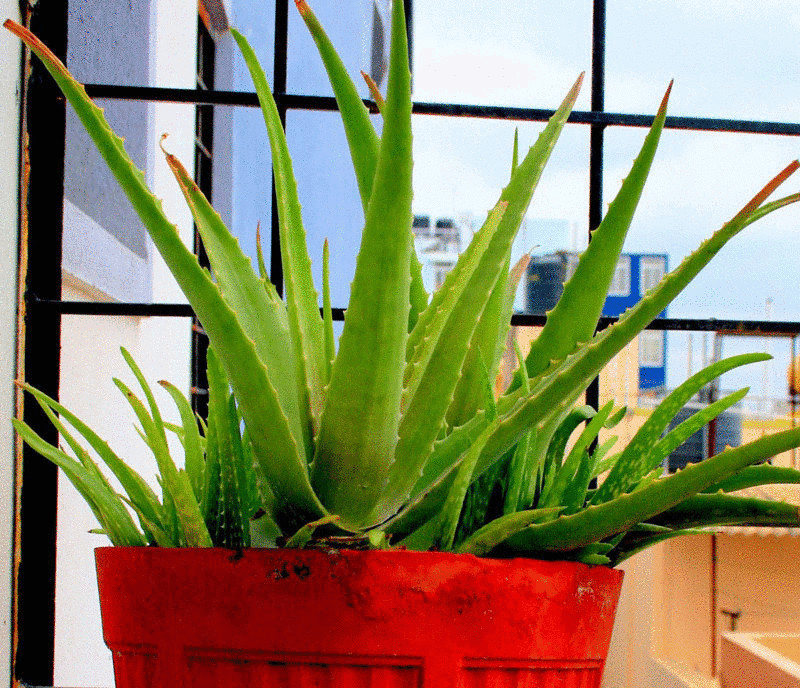 Алоэ — полезное растение у Вас дома  