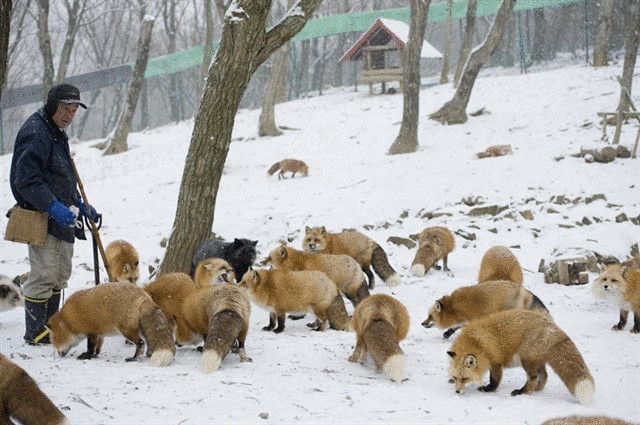 Деревня лисиц в Японии