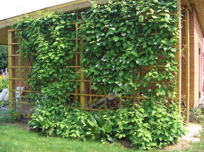 Растения для вертикального озеленения  Вашего дома