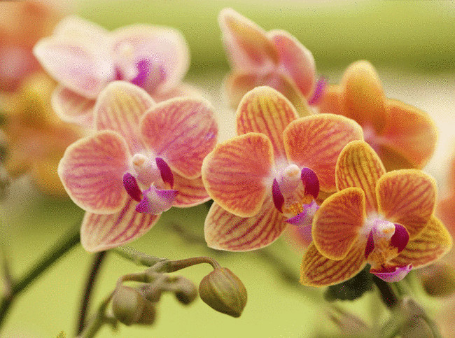 Правила посадки орхидеи