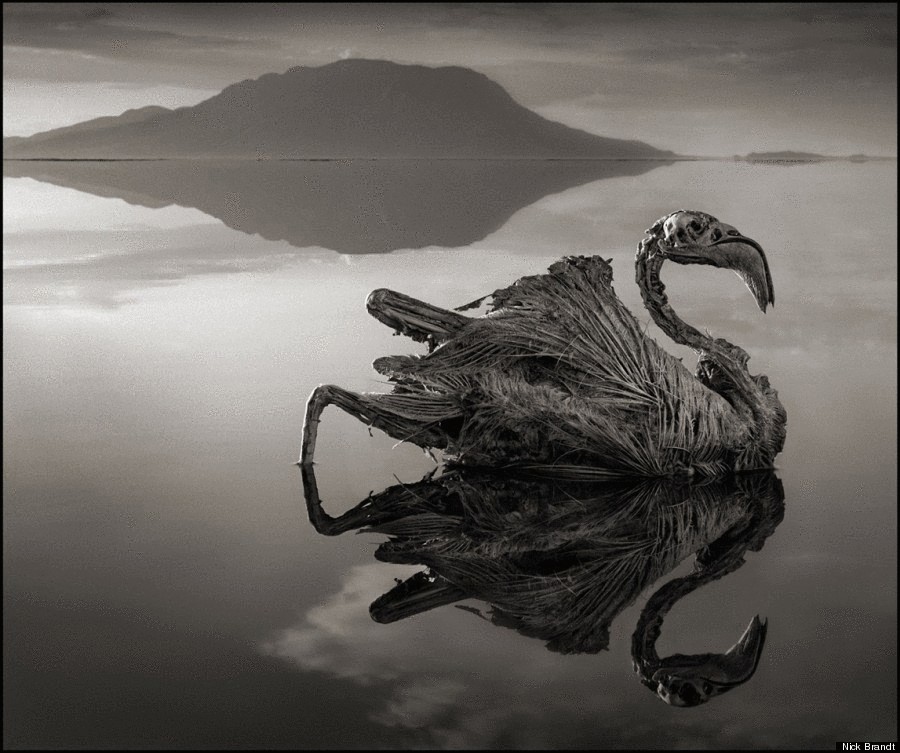 Захватывающие снимки  озера Натрон в Танзании 