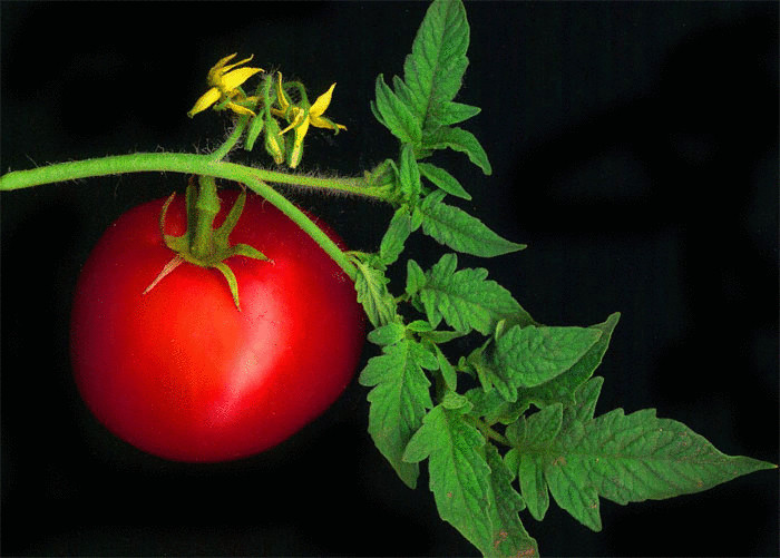 Как правильно хранить помидоры
