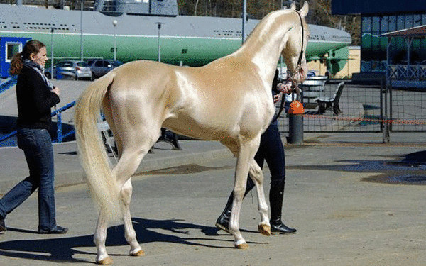 Лошади  Ахалтекинской породы:  удивительная  красота, существующая уже пять тысячелетий