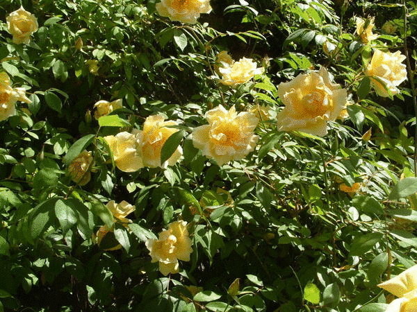Самые ранние плетистые розы
