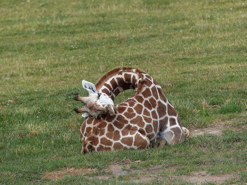 Как спят жирафы