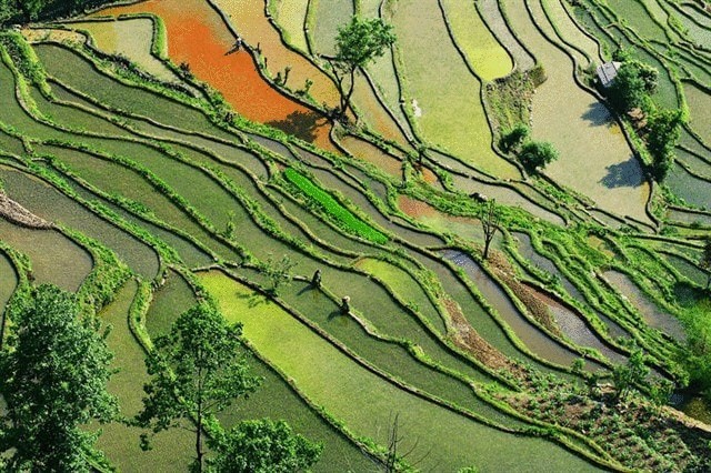 Рисовые поля в Китае с высоты птичьего полета