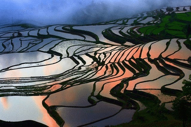 Рисовые поля в Китае с высоты птичьего полета