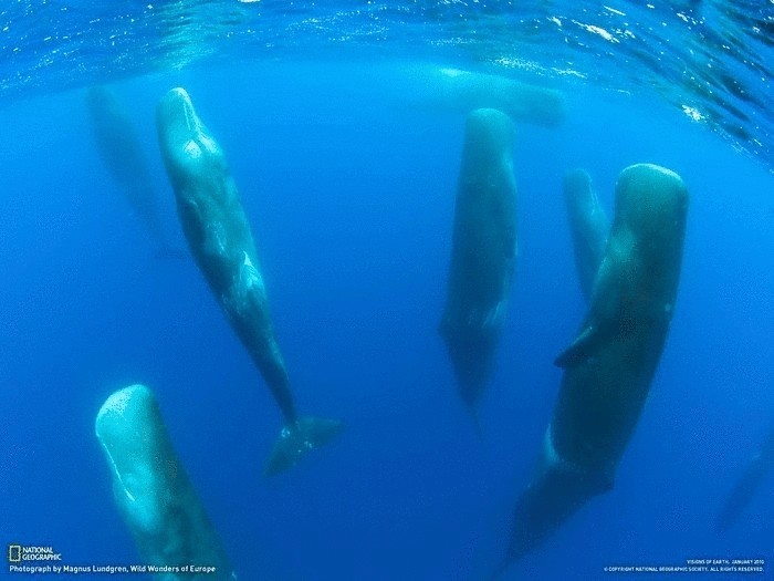 Как спят киты (Видео)
