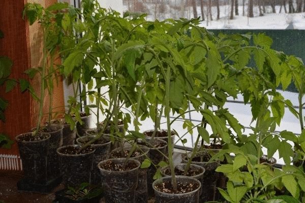 Как выращивать вкусные и целебные томаты, создавая живую почву в теплице