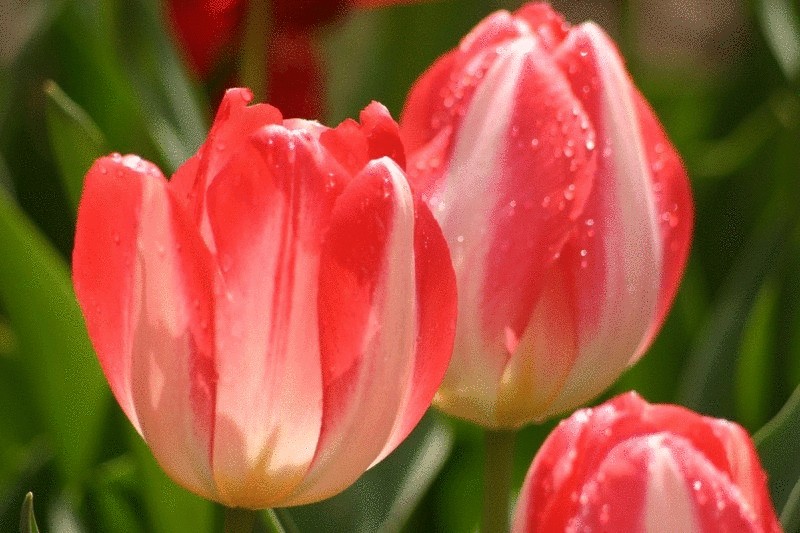 Тюльпан Пламенный – огонь любви, весны, мая