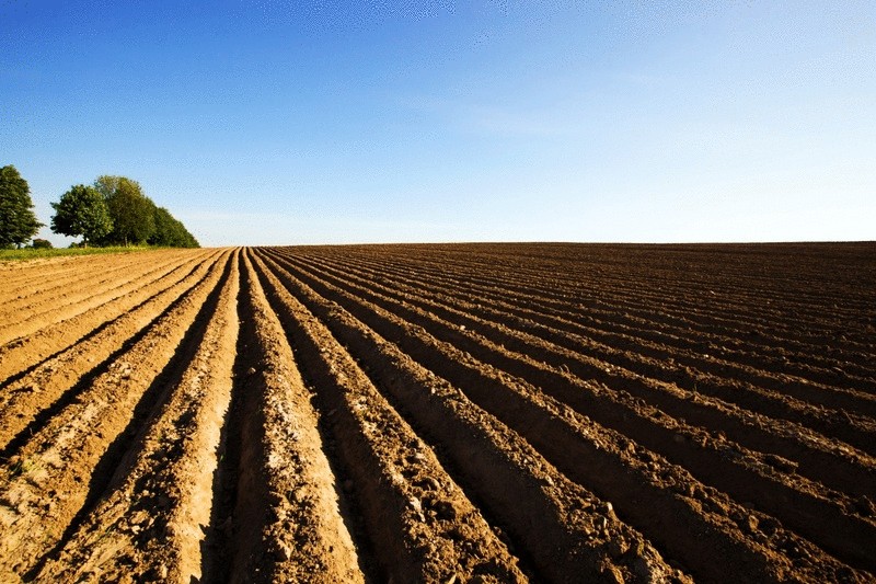 Необычные способы посадки картофеля—в бочку,мешок,под солому Необычные способы посадки картофеля—в бочку,мешок,под солому
