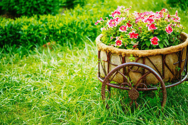 15 цветочных "спецэффектов", которые изменят ваш сад