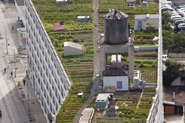 Огород 2,8 га на нью-йоркской крыше Огород 2,8 га на нью-йоркской крыше