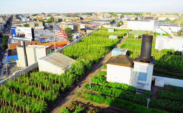 Огород 2,8 га на нью-йоркской крыше Огород 2,8 га на нью-йоркской крыше