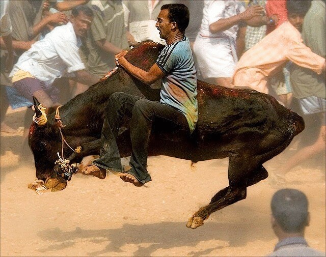 Индийский суд запретил бои и гонки быков благодаря PETA