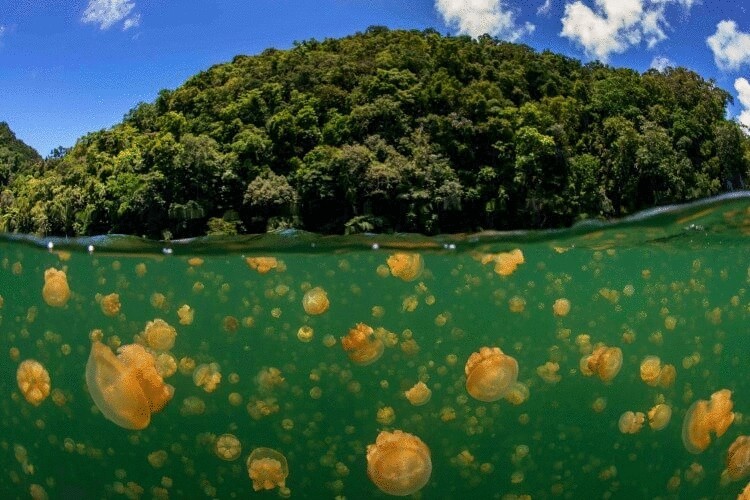 Завораживающее зрелище: миллион медуз в одном озере