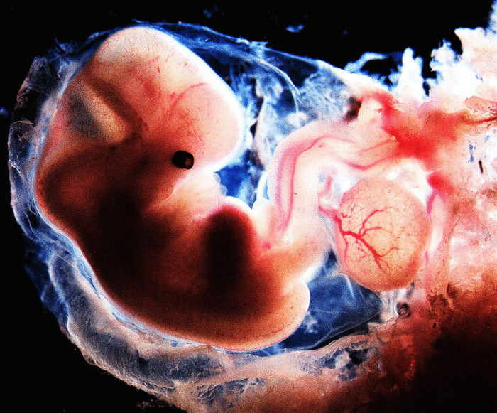 Молоко матки питает человеческий эмбрион в первые недели беременности