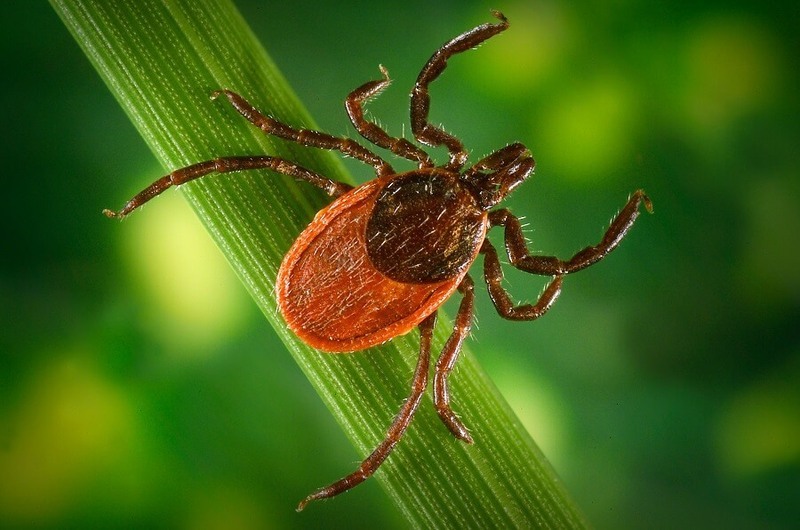 Самые опасные насекомые и пауки средней полосы России 