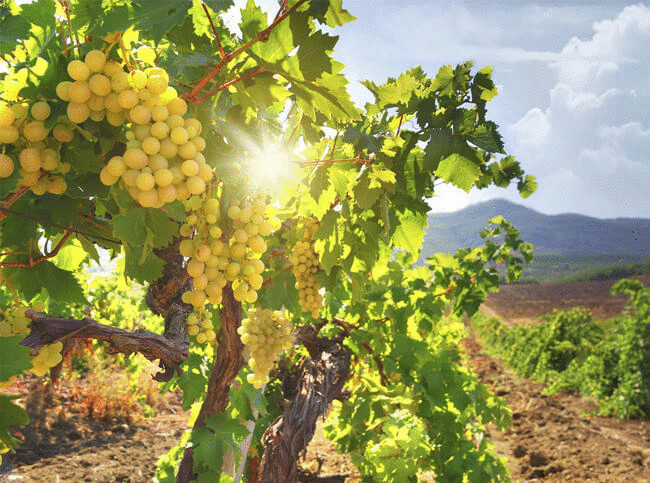 Как справиться с болезнями винограда: советы садоводам