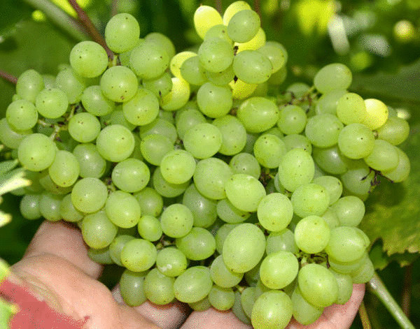 Как вырастить южный сладкий виноград на севере без теплиц Как вырастить южный сладкий виноград на севере без теплиц