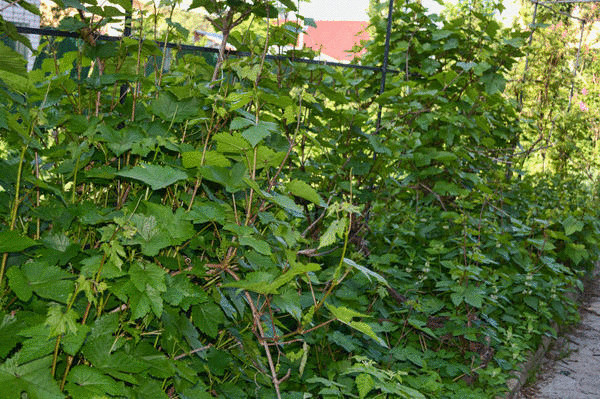 Как вырастить южный сладкий виноград на севере без теплиц Как вырастить южный сладкий виноград на севере без теплиц