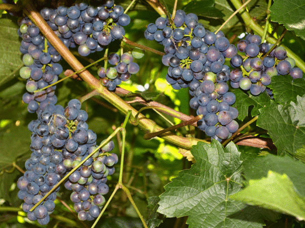 Как вырастить южный сладкий виноград на севере без теплиц Как вырастить южный сладкий виноград на севере без теплиц