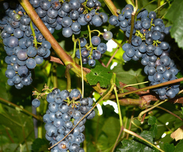 Как вырастить южный сладкий виноград на севере без теплиц Как вырастить южный сладкий виноград на севере без теплиц