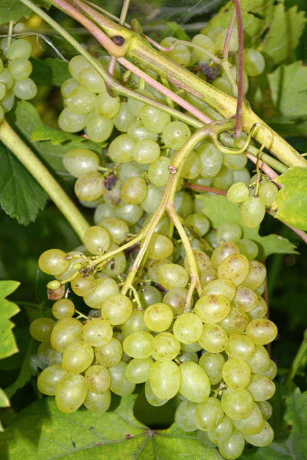 Как вырастить южный сладкий виноград на севере без теплиц