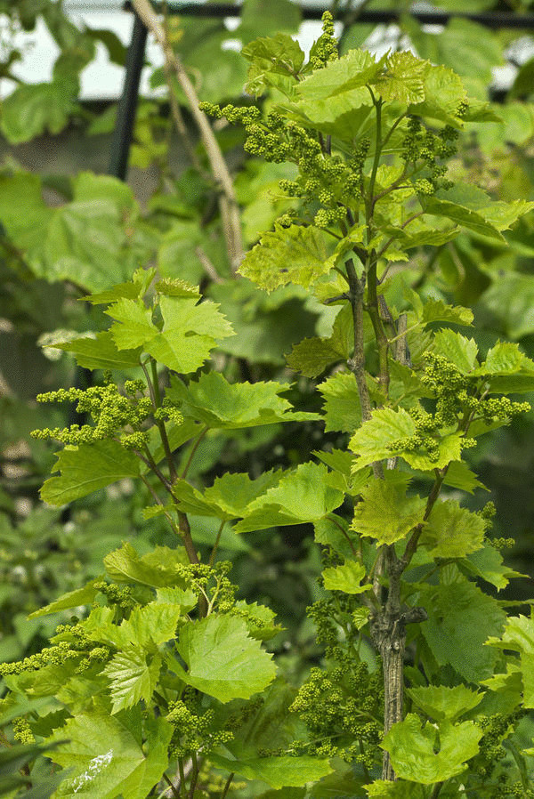 Как вырастить южный сладкий виноград на севере без теплиц Как вырастить южный сладкий виноград на севере без теплиц