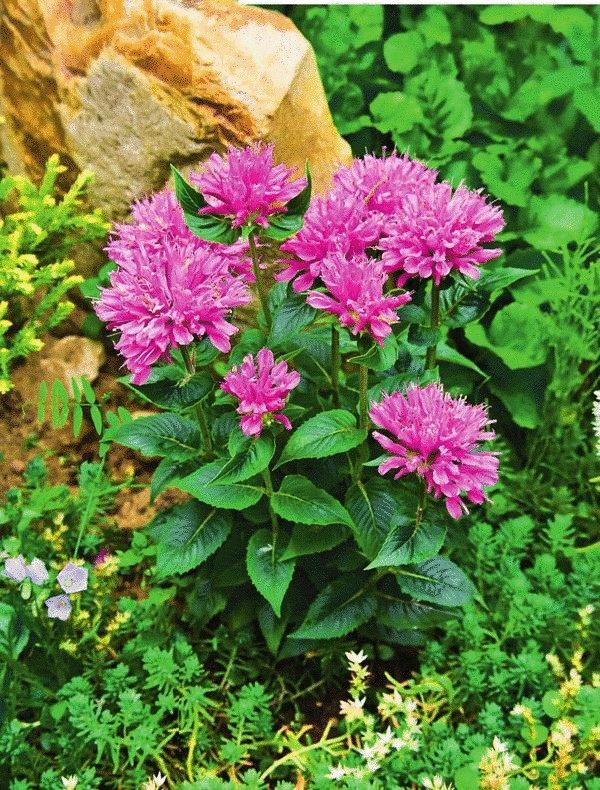 Необычные сорта привычных цветов для Вашего сада