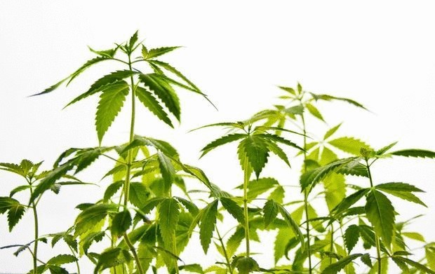 Всемирный заговор против конопли Всемирный заговор против конопли