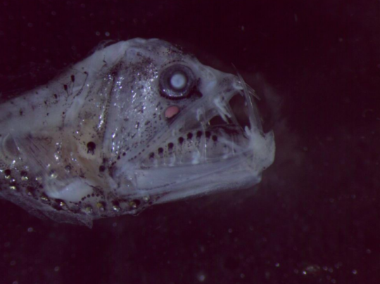 Учёные обнаружили новый вид рыб у берегов Австралии