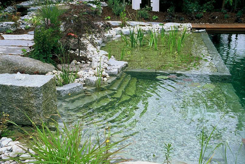   Пруд-купальня в саду: советы по созданию