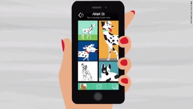 Приложения PetMatch: оригинальный и технологичный способ помощи бездомным животным