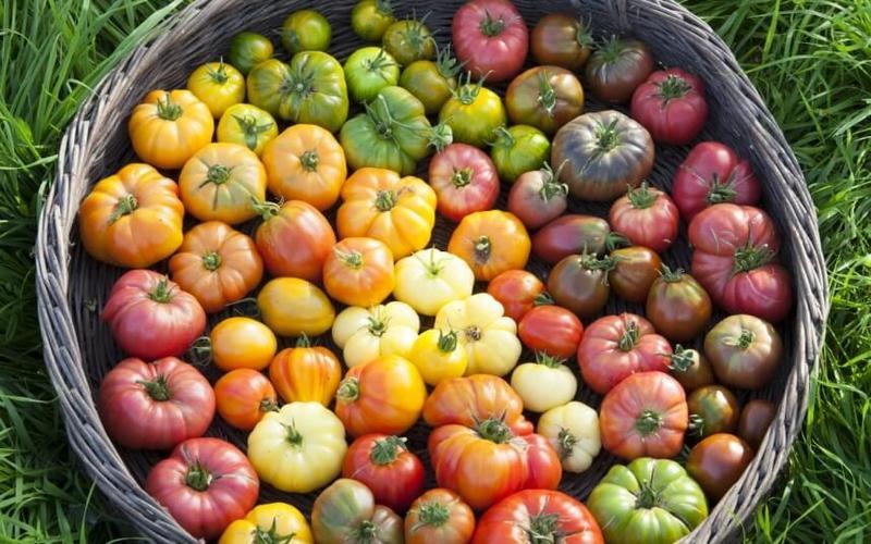 Фитофтора: как избавить томаты от злостного недуга