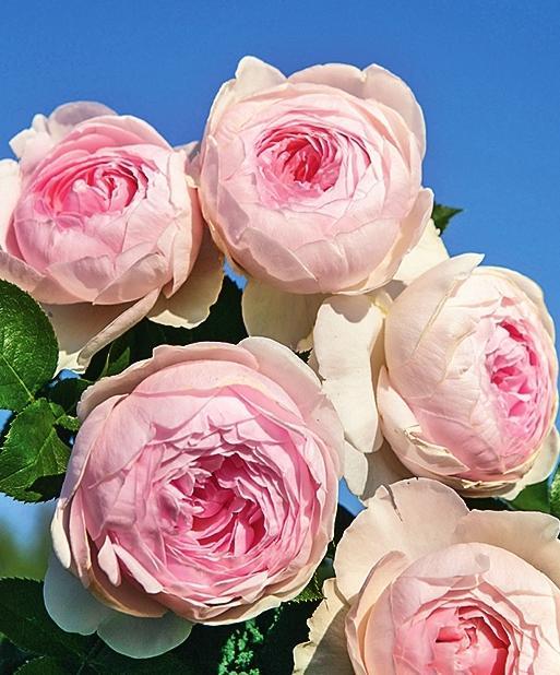 Самые ароматные сорта роз