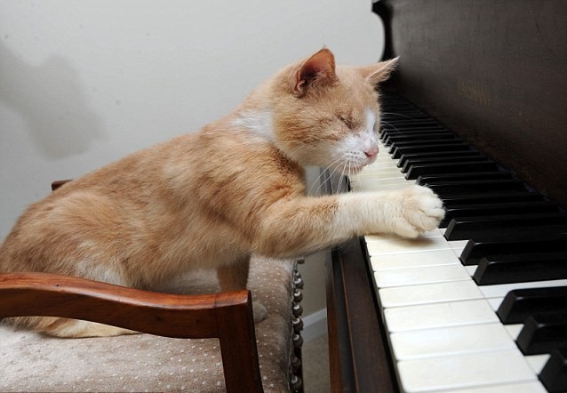 Слепой кот по кличке Стиви Уандер, который очень любит играть на пианино 