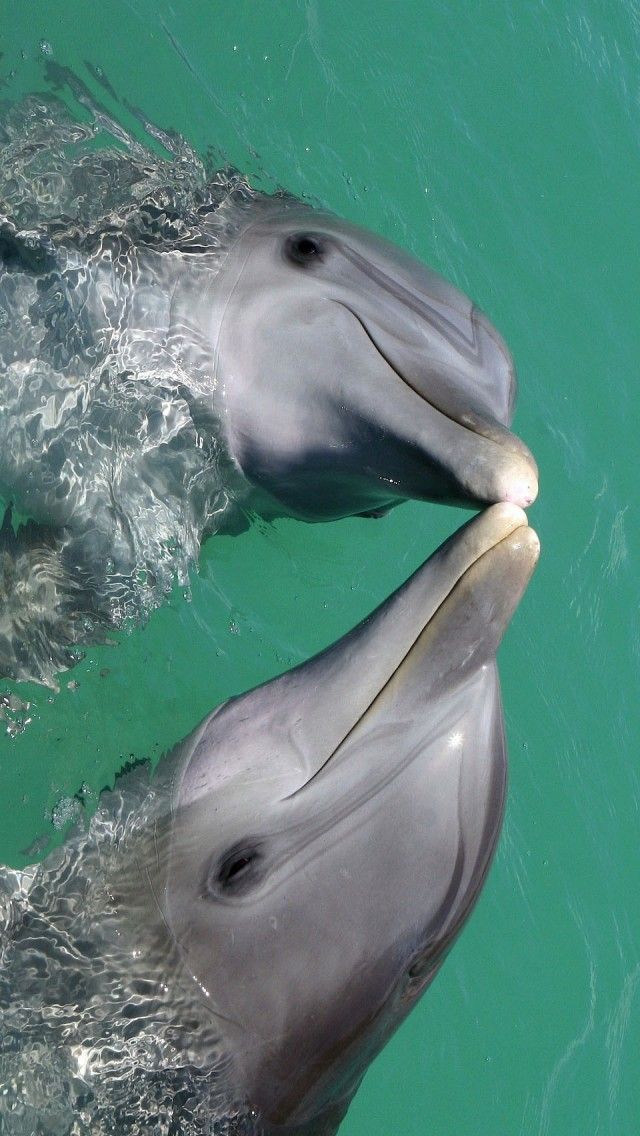 Под водой: дельфины во всём своём великолепии