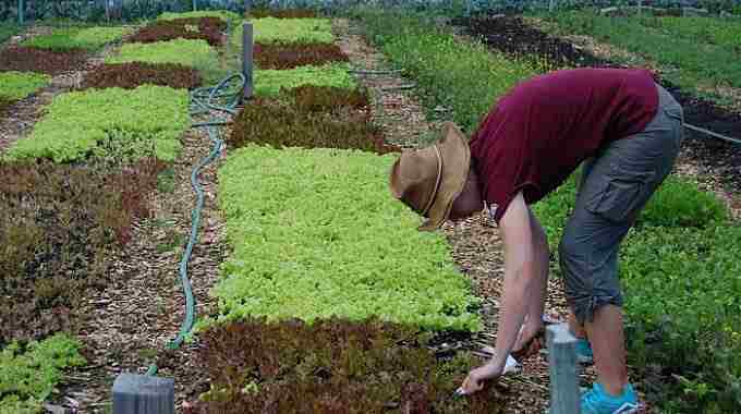 Дания станет 100% органической Дания станет 100% органической