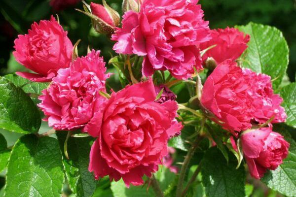 Видовые розы или шиповники: лучшие сорта для Вашего сада