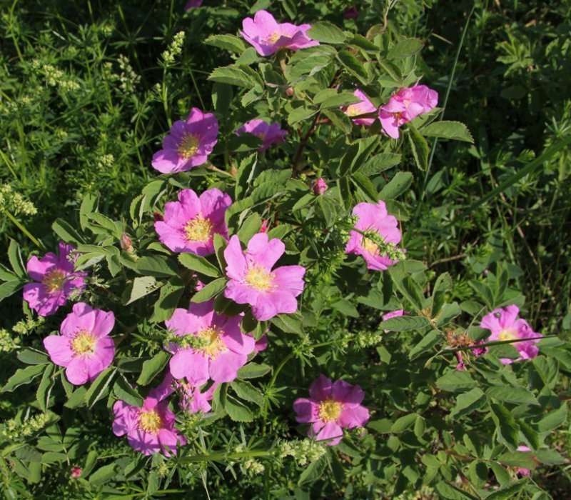 Видовые розы или шиповники: лучшие сорта для Вашего сада