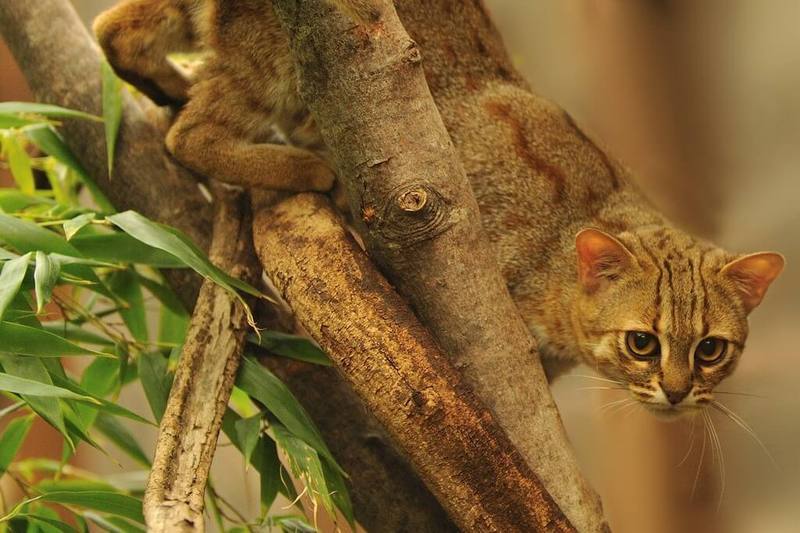  Ржавая кошка - самая маленькая дикая кошка в мире