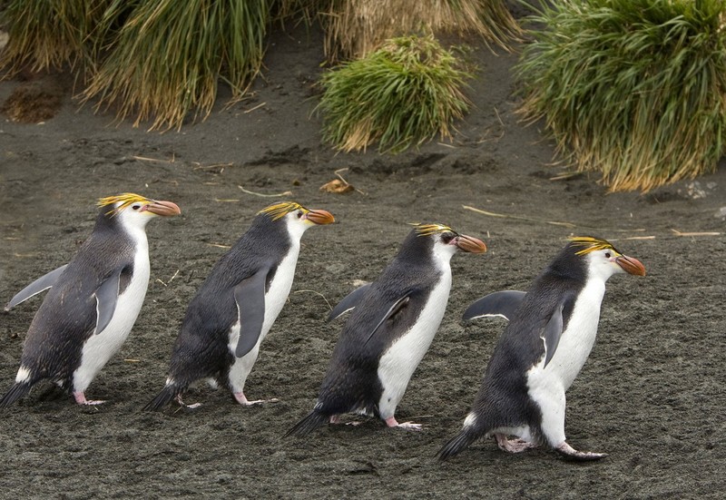 Маккуори – крошечный зелёный остров, где правят пингвины