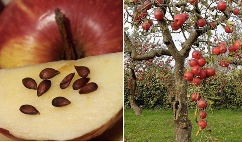 Как вырастить яблоню из семечка — узнайте секреты!