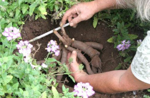 Пионы в Вашем саду: особенности выращивания