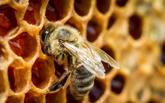 Целебные свойства пчелиного подмора: магическая эффективность!
