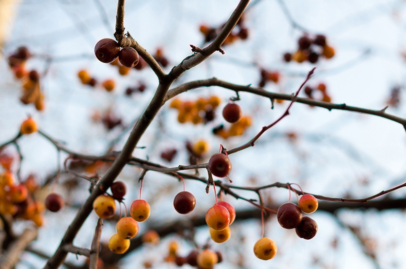 Маринованная тыква — пряный вкус с ароматами гвоздики