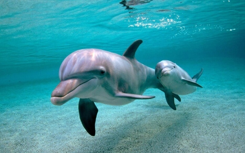 Как выглядит человек в эхолокационных сигналах дельфинов