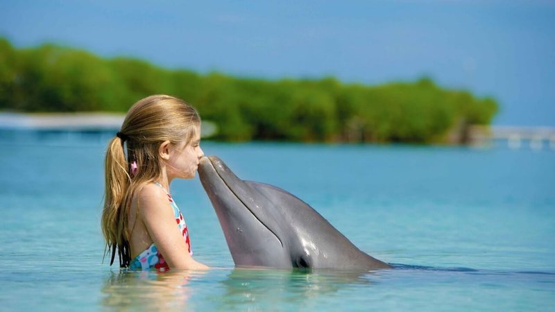 Как выглядит человек в эхолокационных сигналах дельфинов