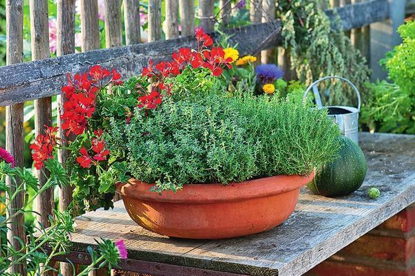 Пряные травы в Вашем саду: союз пользы и красоты